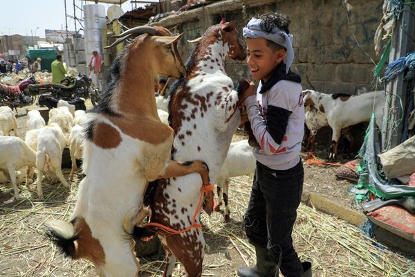 家畜市場でヤギとふれあう少年（イエメン・サナア、5日） - Sputnik 日本
