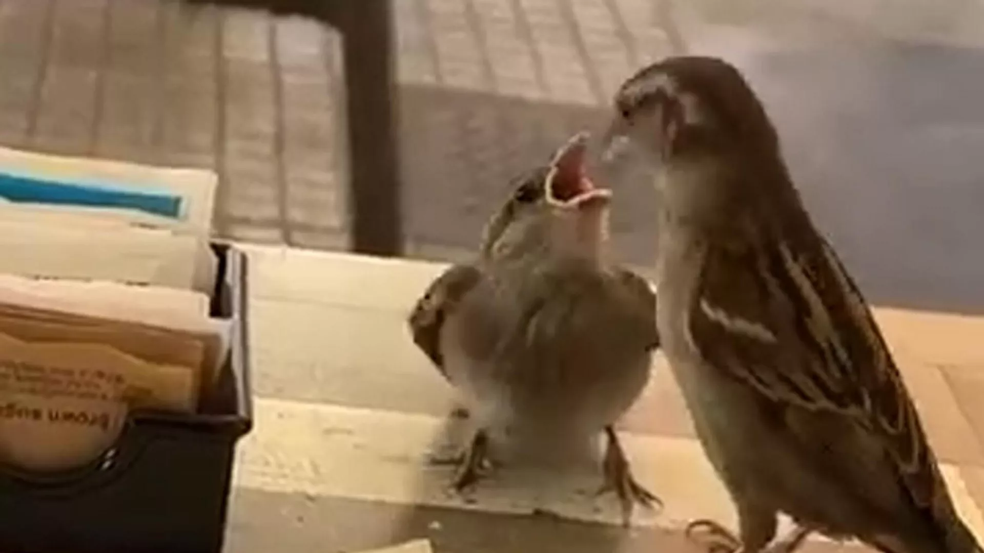 目の前で目撃　バーテーブルの上で親鳥がヒナに餌やり
