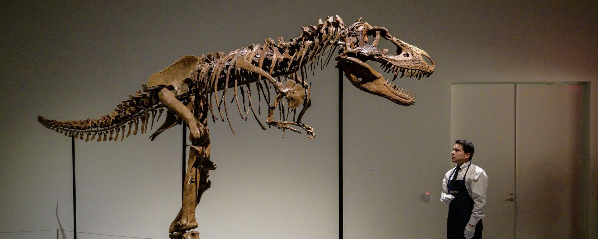 ゴルゴサウルスの化石 - Sputnik 日本, 1920, 24.07.2022