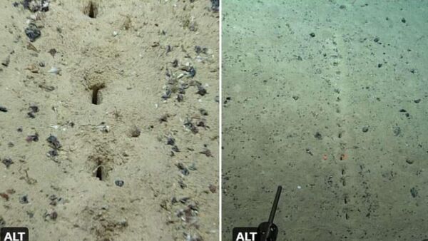 大西洋の海底に奇妙な穴の列　研究者らが発見 - Sputnik 日本