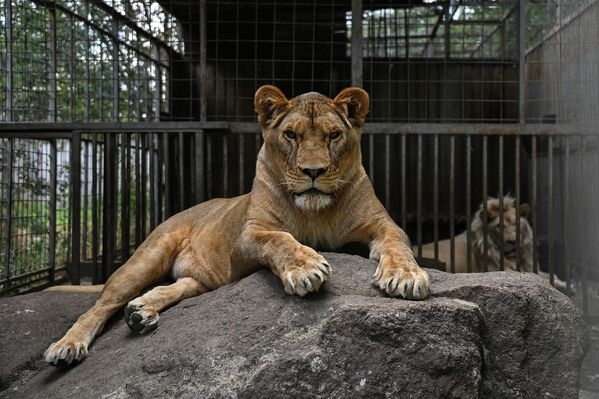 動物園で飼育されているライオン（24日） - Sputnik 日本