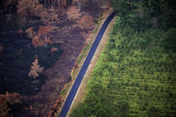 火災によって焼失した森林（フランス・ジロンド県、29日） - Sputnik 日本
