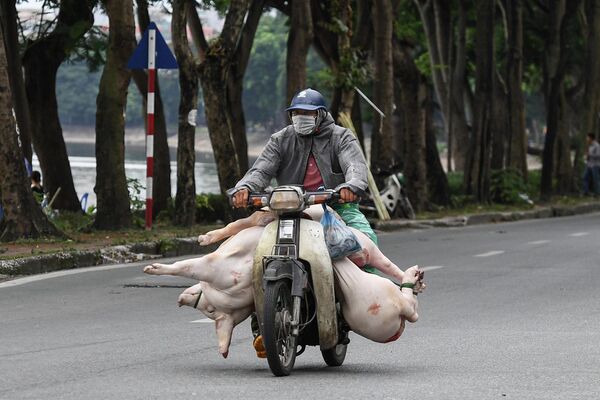 バイクでブタを運ぶ男性（ベトナム・ハノイ、10日） - Sputnik 日本