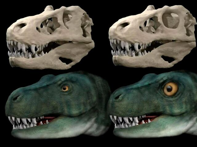 恐竜の頭 ティラノサウルス、頭蓋骨を守るために目が小さく＝研究で判明 - 2022