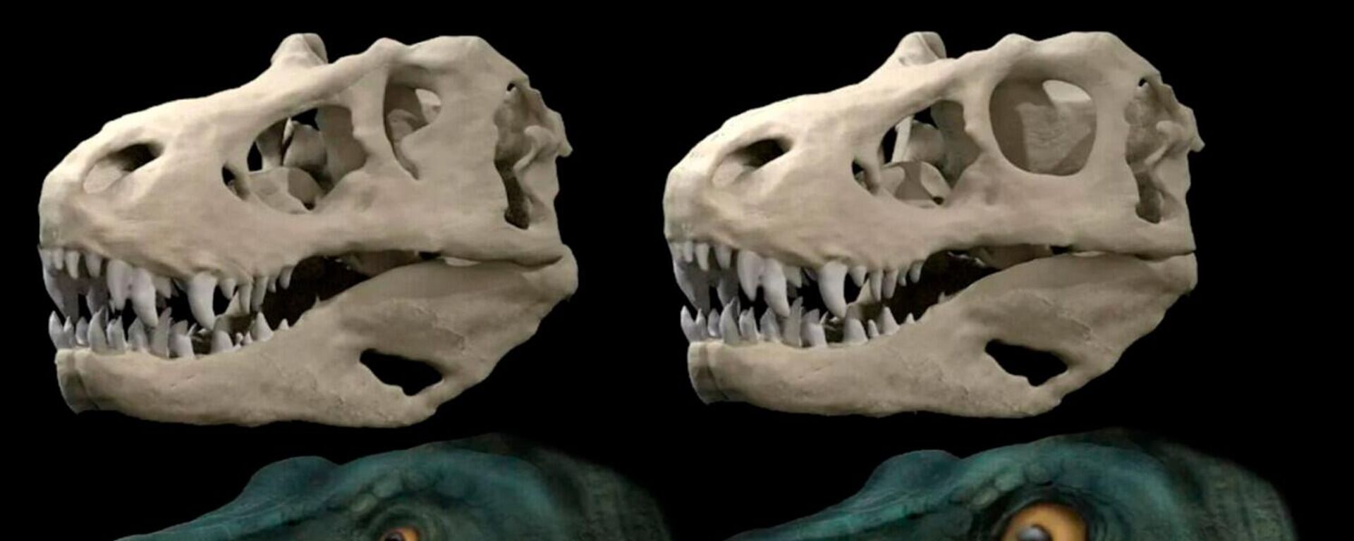 ティラノサウルス、頭蓋骨を守るために目が小さく＝研究で判明 - Sputnik 日本, 1920, 14.08.2022