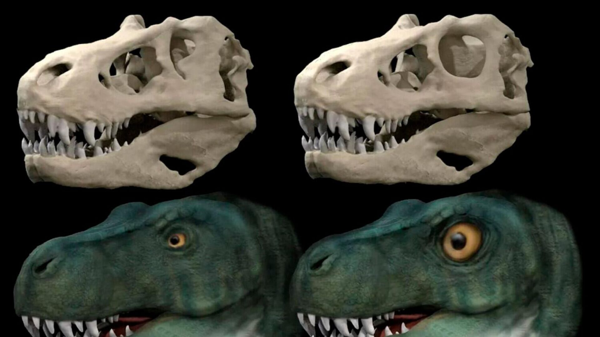 ティラノサウルス、頭蓋骨を守るために目が小さく＝研究で判明 - Sputnik 日本, 1920, 14.08.2022