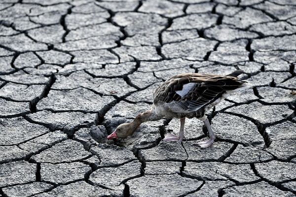 干上がったヴァレンツァ湖の底で水を探すガチョウ（ハンガリー・ヴァレンツァ、11日） - Sputnik 日本