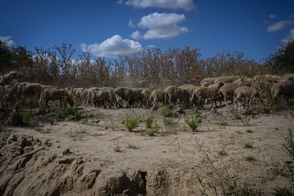 ドナウ川支流の岸辺を歩くヒツジの群れ（ルーマニア、ブカレスト近郊、11日） - Sputnik 日本