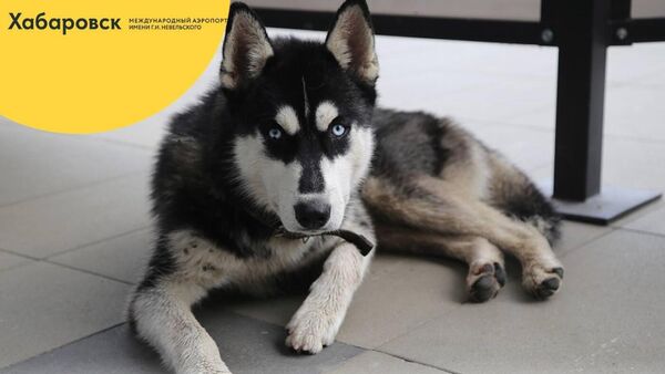 あだ名は「ハチ公」、露ハバロフスク空港に住み着くハスキー犬　職員は飼い主を捜索 - Sputnik 日本