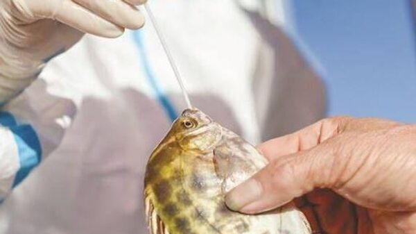 魚から新型コロナの検体を採取する中国の医療関係者 - Sputnik 日本