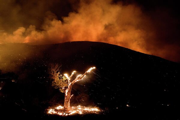 森林火災で燃え上がる木（米カリフォルニア州・ヘメット、6日） - Sputnik 日本
