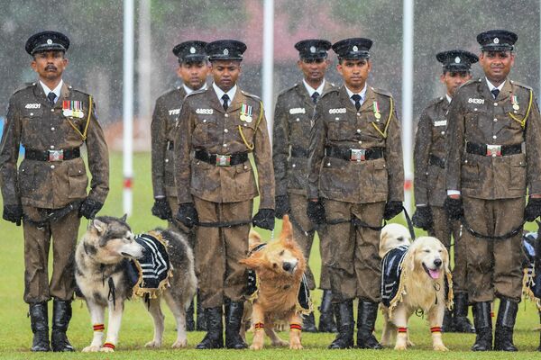 第156回「スリランカ警察記念日」の式典に参加した警察犬部隊（スリランカ・コロンボ、3日） - Sputnik 日本