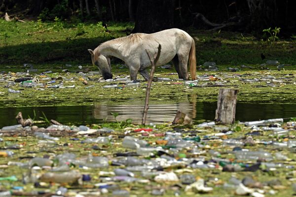 プラスチックごみが浮く貯水池で水を飲む馬（エルサルバドル、ポトニコ、9日） - Sputnik 日本