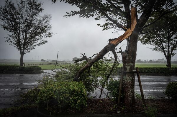 強風で倒れた木（鹿児島県出水市、18日） - Sputnik 日本