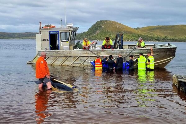 漂着したゴンドウクジラを海へ移動させる救助隊員（オーストラリア・タスマニア州、22日） - Sputnik 日本