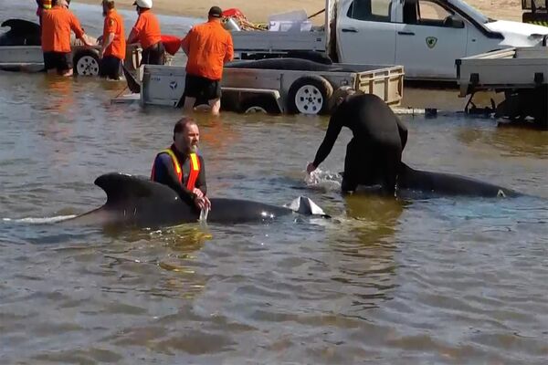 浅瀬でゴンドウクジラの救命活動を行う救助隊員（オーストラリア・タスマニア州、22日） - Sputnik 日本
