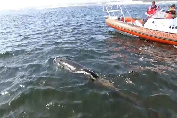 海へ放たれたゴンドウクジラ（オーストラリア・タスマニア州、22日） - Sputnik 日本