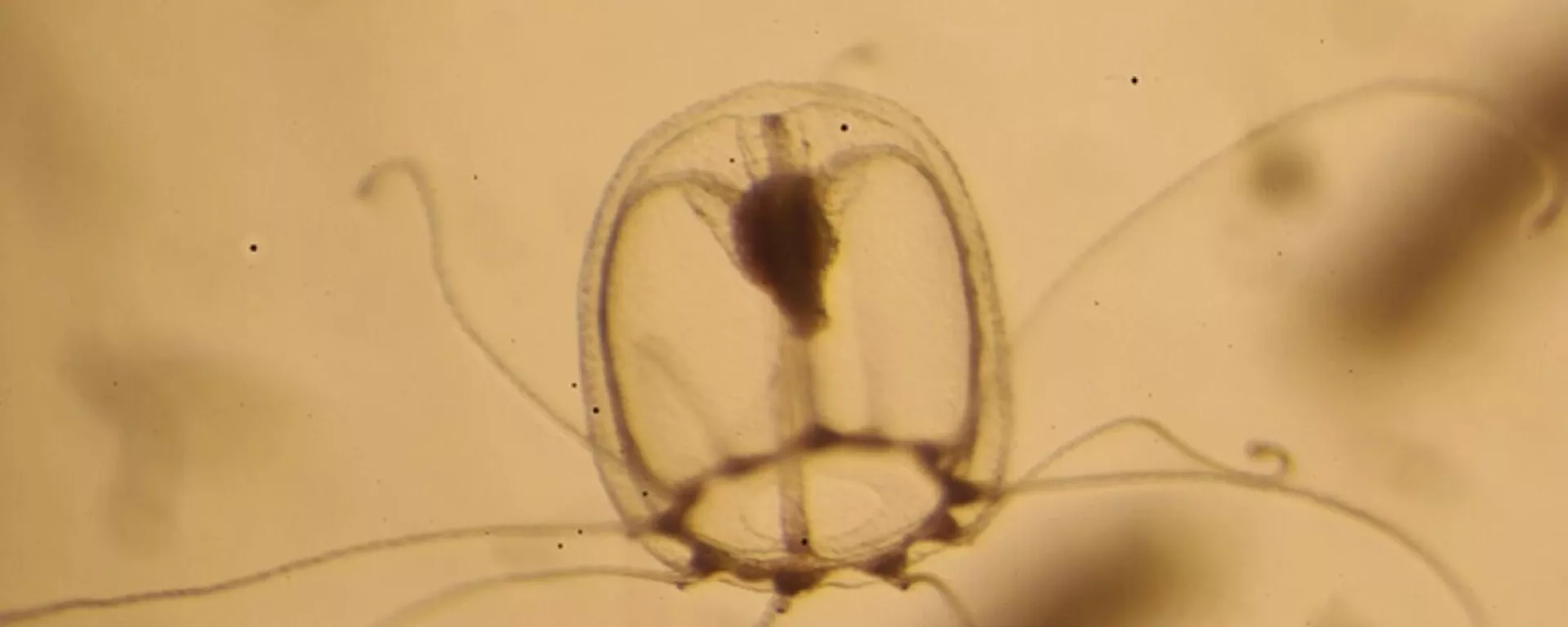 クラゲのTurritopsis dohrnii - Sputnik 日本, 1920, 05.10.2022