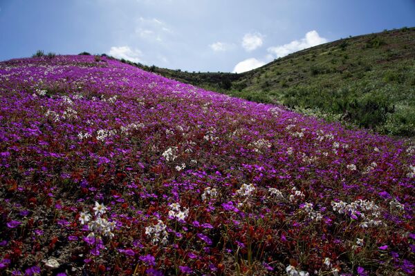 アタカマ砂漠を覆う花々（チリ・コピアポ近郊、4日） - Sputnik 日本