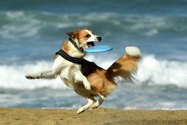 ビーチでフリスビーをくわえる犬（フランス・ビアリッツ、18日） - Sputnik 日本