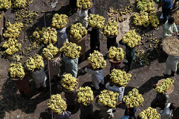 果物卸売市場で、バナナを竹ザルで運ぶ作業員ら（パキスタン・ラホール、16日） - Sputnik 日本