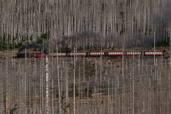 キクイムシと干ばつの被害を受けた森林を走る蒸気機関車（ドイツ・シールケ、23日） - Sputnik 日本