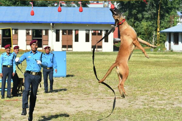 警察犬訓練所で行われたネパールの光の祭り「ティハール」を記念したイベントで、技を披露する警察犬（ネパール・カトマンズ、24日） - Sputnik 日本