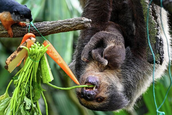 シンガポール動物園で、生後2カ月の赤ちゃんを腹に乗せながら食事をするナマケモノ（シンガポール、25日） - Sputnik 日本