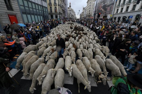 市街地で放牧される羊の群れ（スペイン・マドリード、23日） - Sputnik 日本