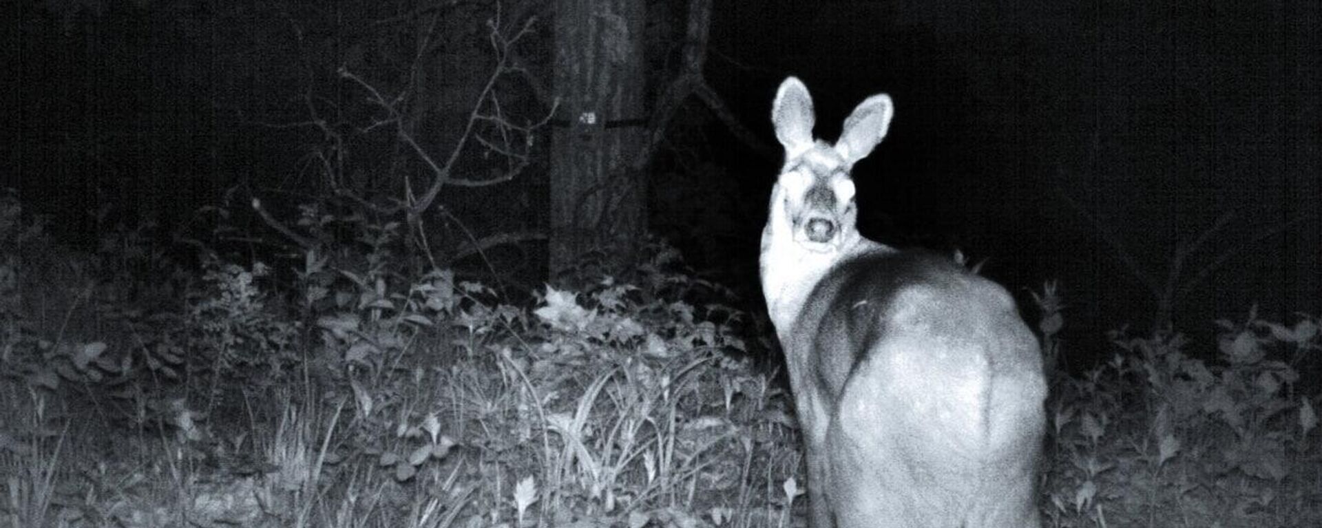 露国立公園のカメラが捉えた、動物たちの夜の表情 - Sputnik 日本, 1920, 05.11.2022