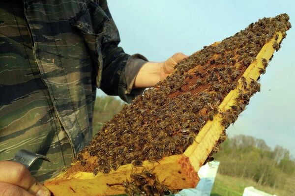 ミツバチの減少は人間の食生活に重大な影響を及ぼす - Sputnik 日本