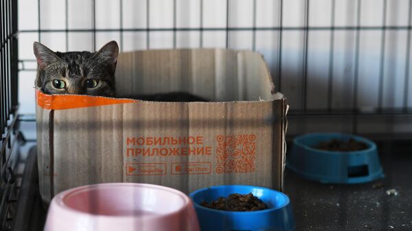 動物保護施設「猫の家」で暮らす猫（ドネツク人民共和国・ドネツク、7日） - Sputnik 日本