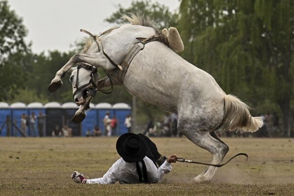 ガウチョ（牧童）の伝統保護を目的とした祭典で、仔馬から転落するガウチョ（アルゼンチン・サン・アントニオ・デ・アレコ、12日） - Sputnik 日本