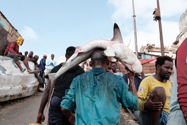 サメを頭にのせて運ぶ漁師（ソマリア・モガディシュ、11日） - Sputnik 日本