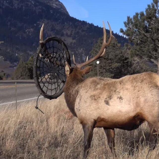 シカ　角　北海道 13916522_188:0:1106: