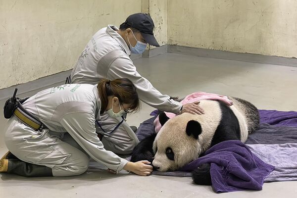 台北動物園で、発作で横になるジャイアントパンダジャイアントパンダ「団団（トゥアントゥアン）」に寄り添う職員（台湾・台北、19日） - Sputnik 日本