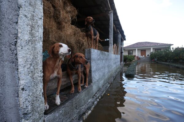豪雨で冠水した道路の横に立つ犬たち（アルバニア・シュコダル、21日） - Sputnik 日本