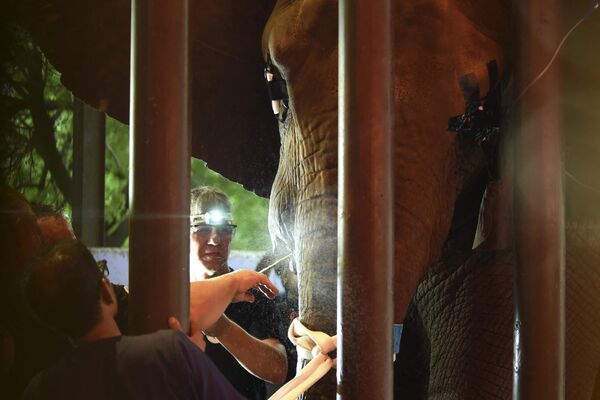 パキスタン・カラチの動物園で、16歳のメスのゾウ「マドゥバラ」の牙を治療する動物保護団体「Four Paws」のチ獣医師チーム。マドゥバラは牙が折れたことにより長期にわたって感染症に悩まされていた（写真は8月17日撮影） - Sputnik 日本