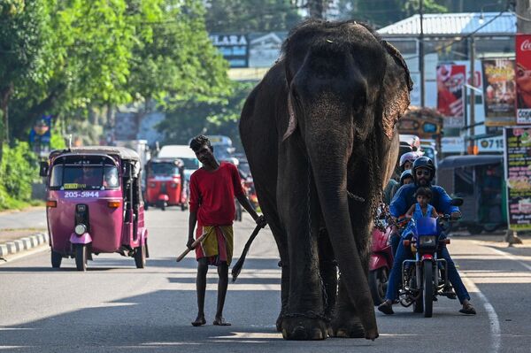 象使いに連れられて通りを歩くゾウ（スリランカ・ビヤガマ、13日） - Sputnik 日本