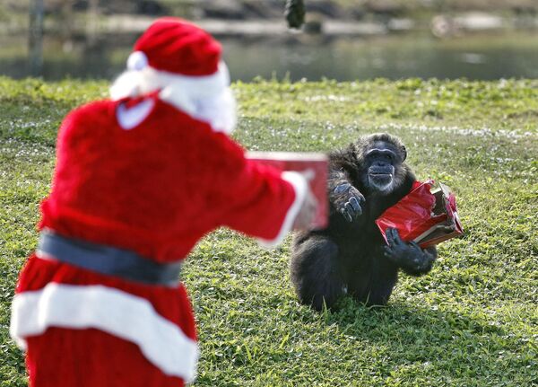 「チンパンジーと過ごすクリスマス」イベントで、チンパンジーにプレゼントを贈るサンタクロース - Sputnik 日本
