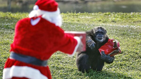 「チンパンジーと過ごすクリスマス」イベントで、チンパンジーにプレゼントを贈るサンタクロース - Sputnik 日本