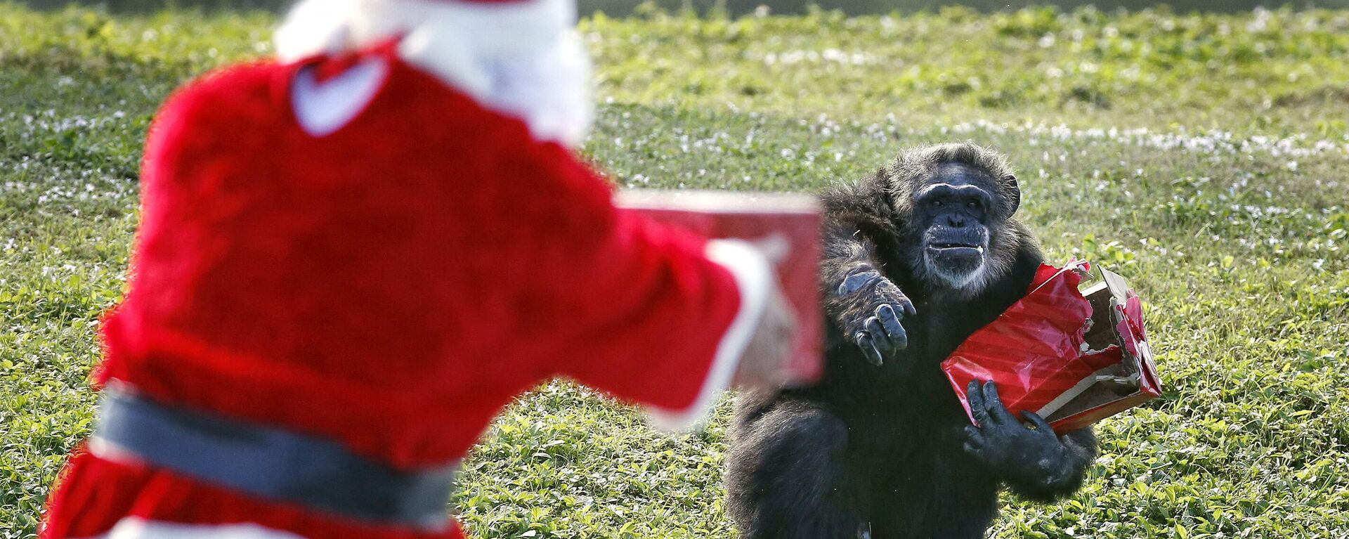 「チンパンジーと過ごすクリスマス」イベントで、チンパンジーにプレゼントを贈るサンタクロース - Sputnik 日本, 1920, 26.12.2022