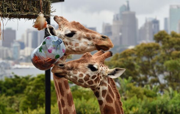 クリスマスのご馳走を楽しむ6頭のキリン　豪シドニーのタロンガ動物園 - Sputnik 日本
