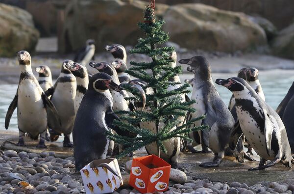 クリスマスツリーに吊るされた魚を探すペンギンたち　英ロンドン動物園 - Sputnik 日本