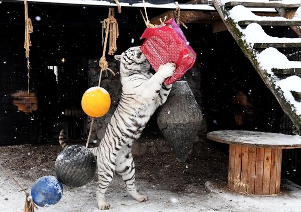 餌やりショーで姿を見せたホワイトベンガルトラ「ハーン」　露クラスノヤルスクのロエフ・ルチェイ動物・植物園 - Sputnik 日本