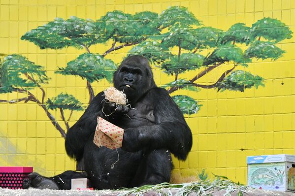 45歳の誕生日を迎えたゴリラ「トニー」がプレゼントを吟味　キエフ動物園 - Sputnik 日本