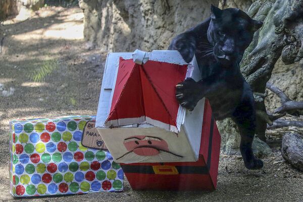 職員からクリスマスプレゼントとしてパッキングされた餌を受け取るクロヒョウ　コロンビア・カリ市の動物園 - Sputnik 日本