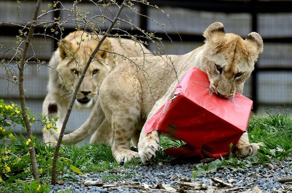 プレゼントボックスで遊ぶライオン　仏パリ動物園 - Sputnik 日本