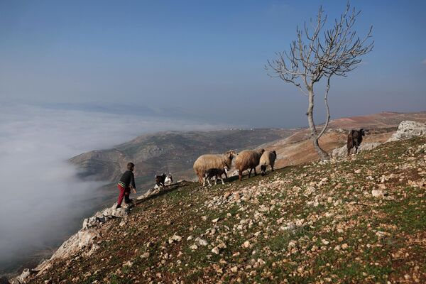 アド・ガブ平原を見下ろす牧草地で羊の横を歩く少年（シリア・イドリブ県、23日） - Sputnik 日本