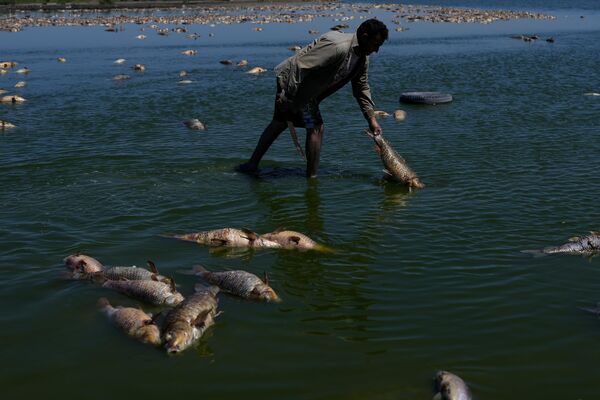 川の岸辺で死んだ魚が浮かび上がるなか、生きている魚を探す男性（アルゼンチン・ブエノスアイレス州、22日） - Sputnik 日本